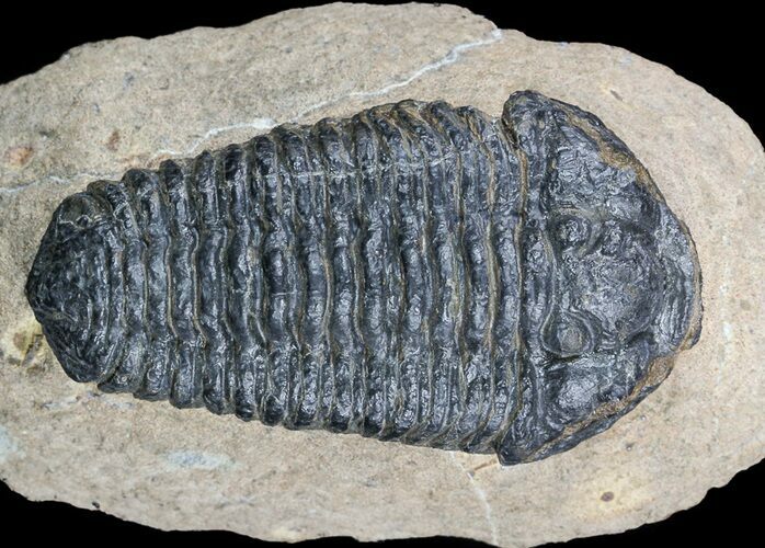 Calymene (With Shell) Trilobite - Tazarine, Morocco #56047